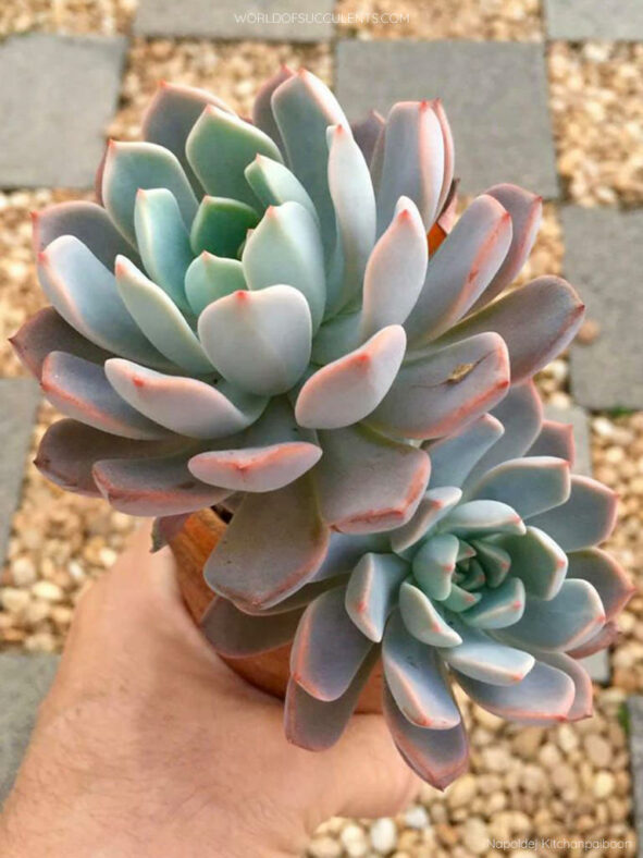 Graptoveria 'Marpin'