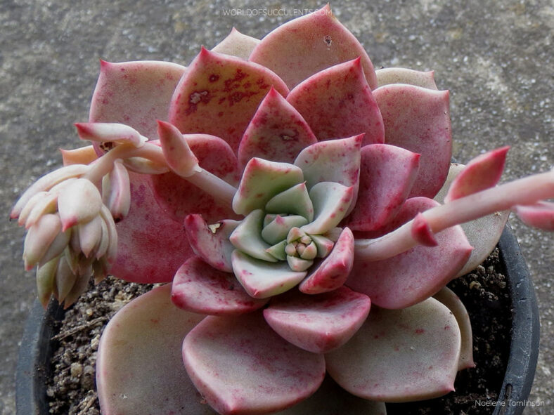 Graptoveria 'Marpin'