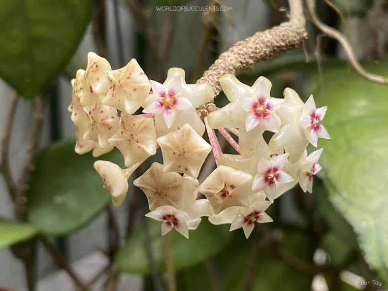 Hoya bhutanica