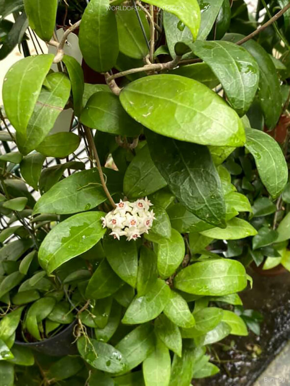 Hoya bhutanica