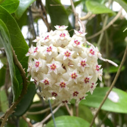 Hoya bhutanica - World of Succulents