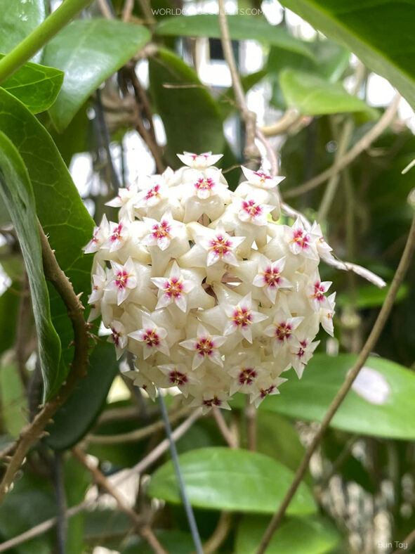 Hoya bhutanica