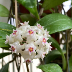 Hoya bhutanica - World of Succulents