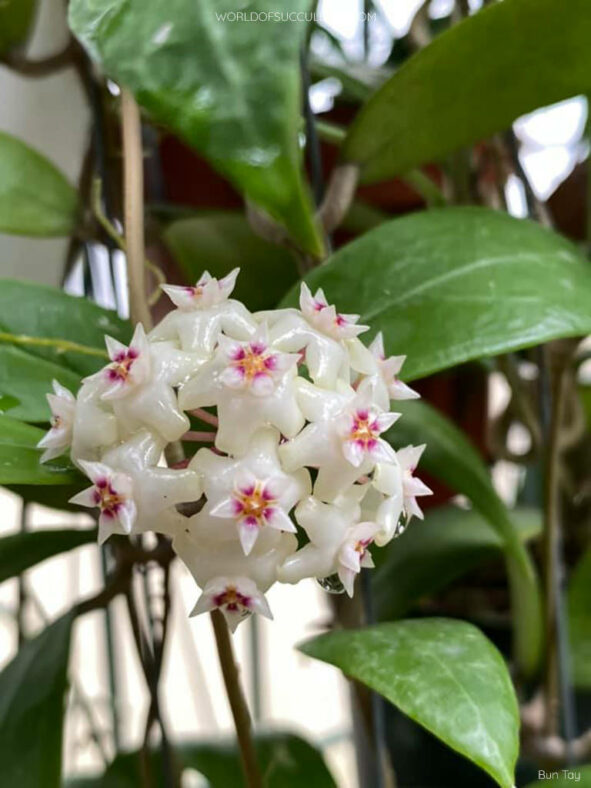 Hoya bhutanica