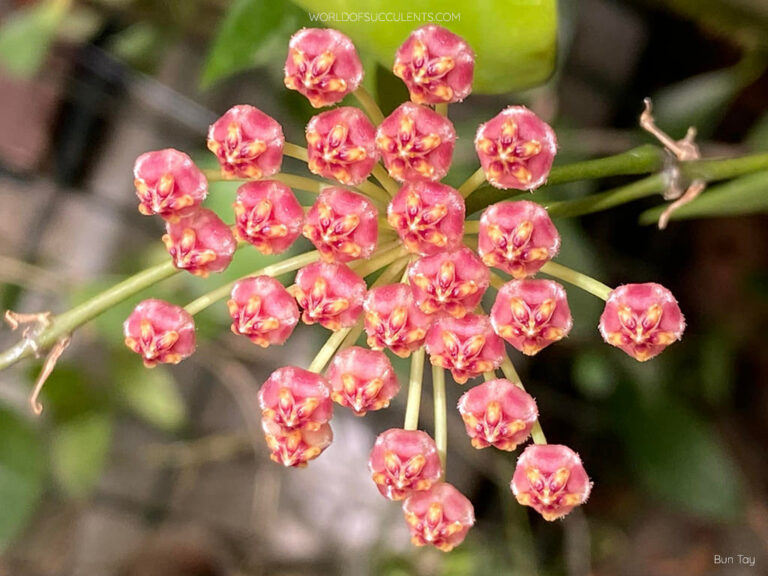 Hoya memoria - World of Succulents