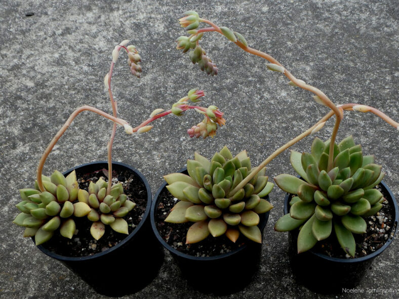 Pachyveria 'Ruth' aka ×Pachyveria 'Rough'