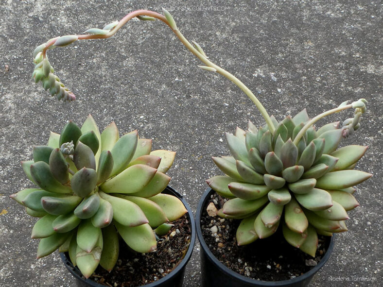 Pachyveria 'Ruth' aka ×Pachyveria 'Rough'