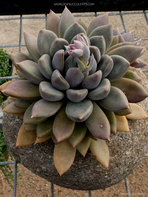 Pachyveria 'Ruth' aka ×Pachyveria 'Rough'