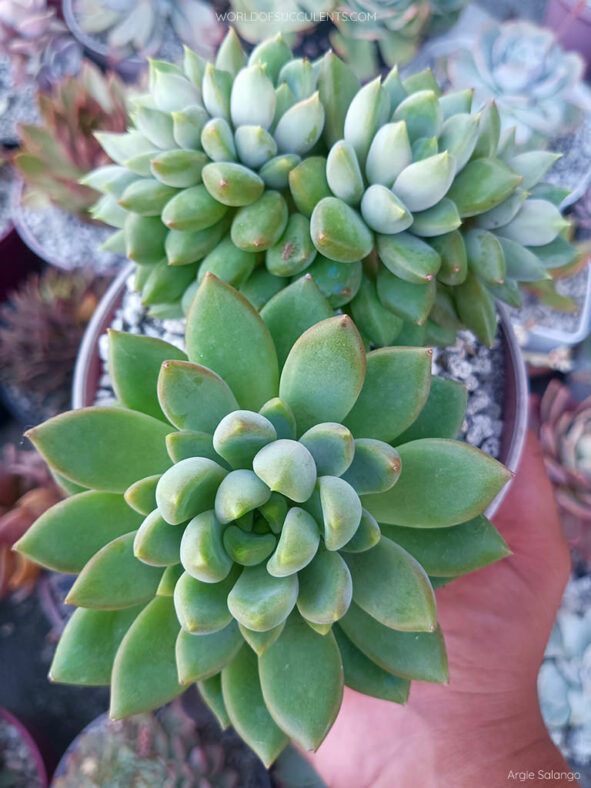 Pachyveria 'Ruth' aka ×Pachyveria 'Rough'