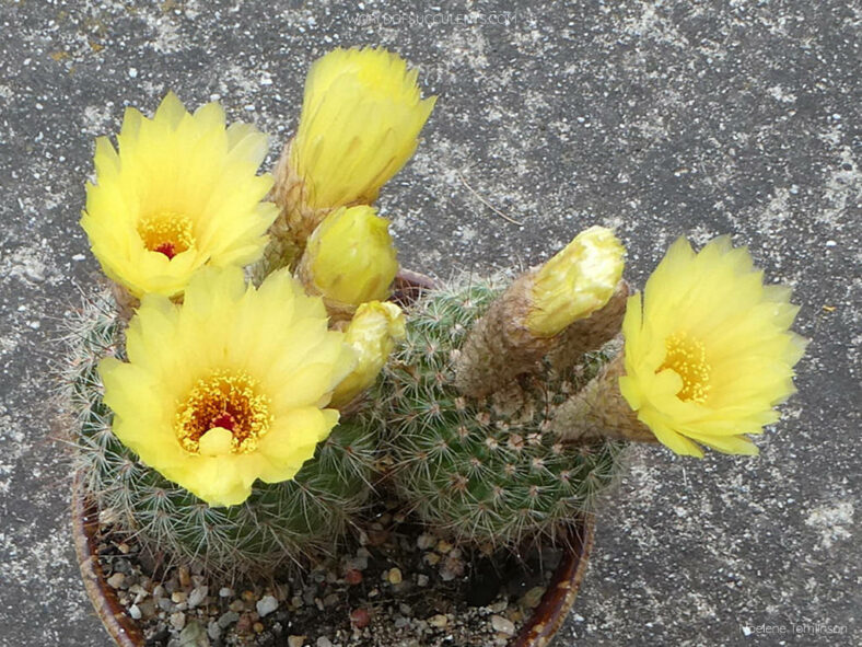 Parodia concinna (Sun Cup) aka Notocactus concinnus