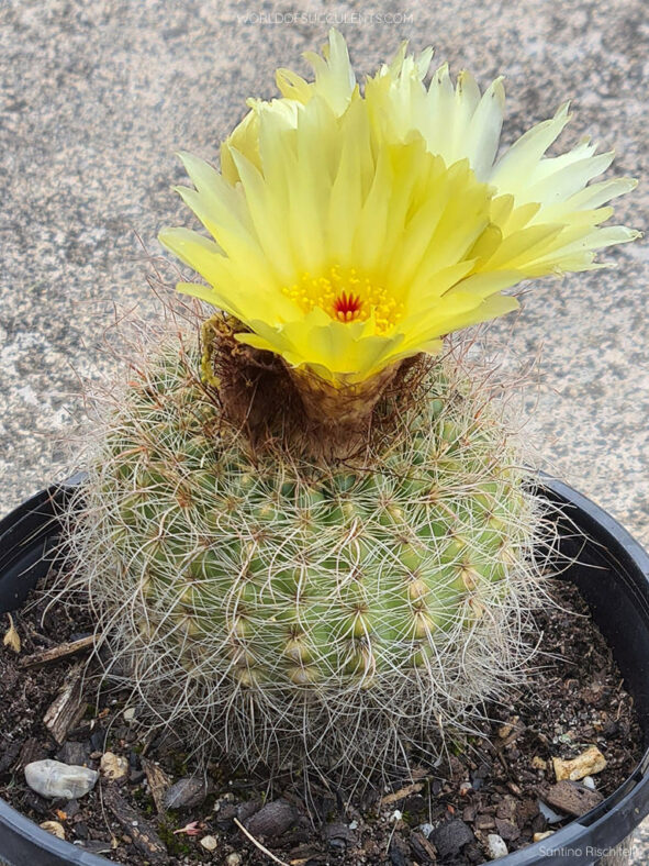 Parodia concinna (Sun Cup) aka Notocactus concinnus