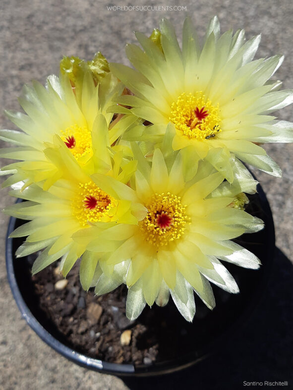 Parodia concinna (Sun Cup) aka Notocactus concinnus