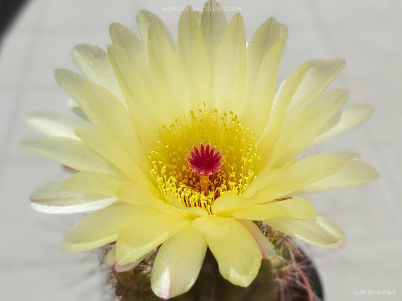 Parodia concinna (Sun Cup) aka Notocactus concinnus