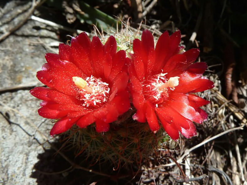 Parodia microsperma