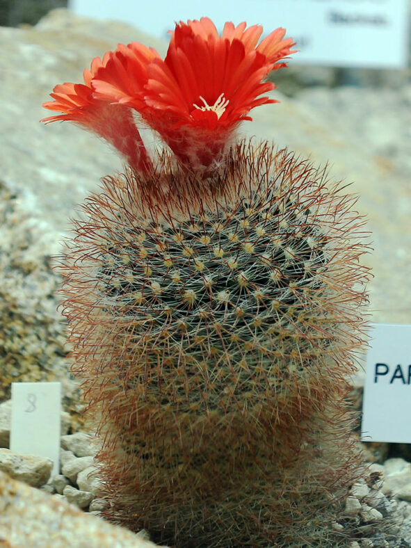 Parodia microsperma