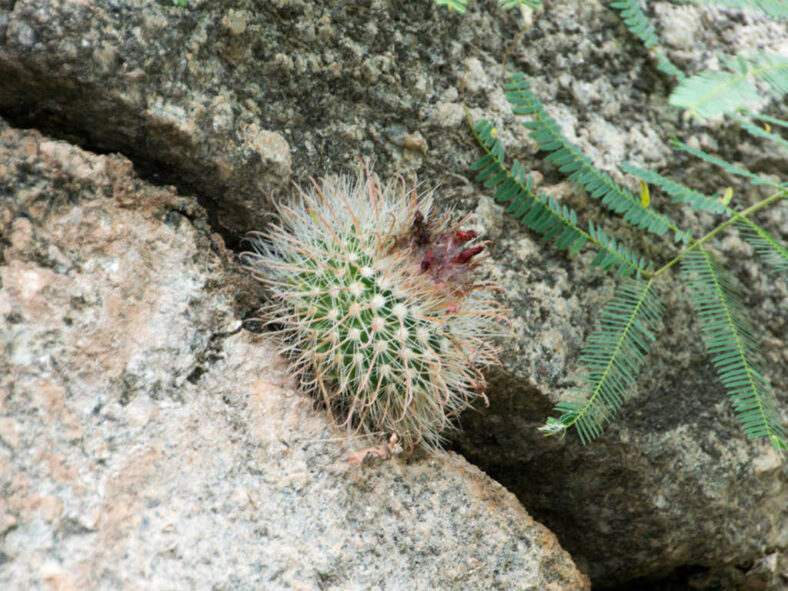 Parodia microsperma