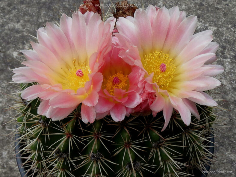 Parodia roseolutea aka Notocactus roseoluteus