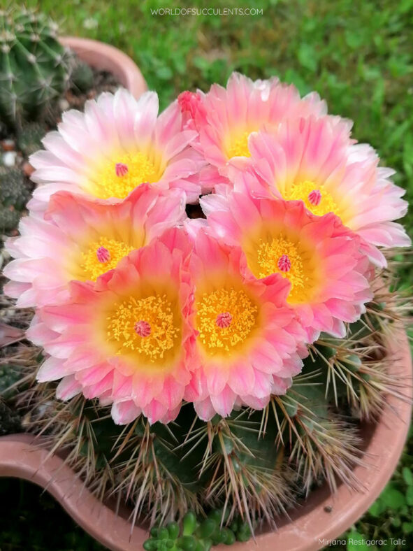 Parodia roseolutea aka Notocactus roseoluteus