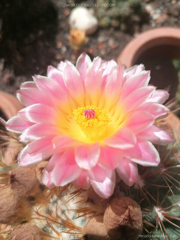 Parodia roseolutea aka Notocactus roseoluteus