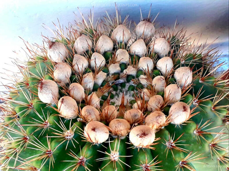 Parodia roseolutea aka Notocactus roseoluteus