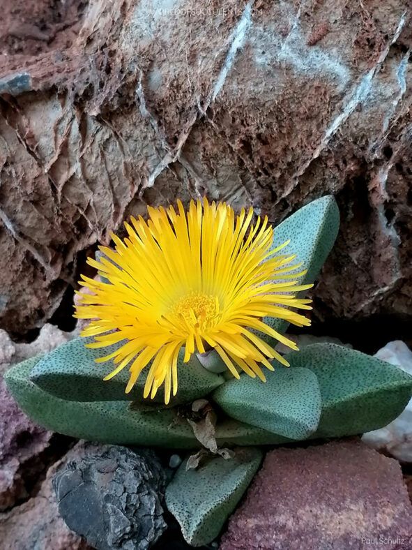 Pleiospilos compactus subsp. canus