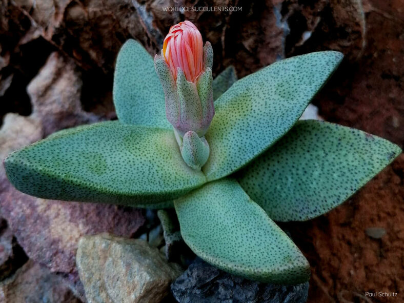 Pleiospilos compactus subsp. canus