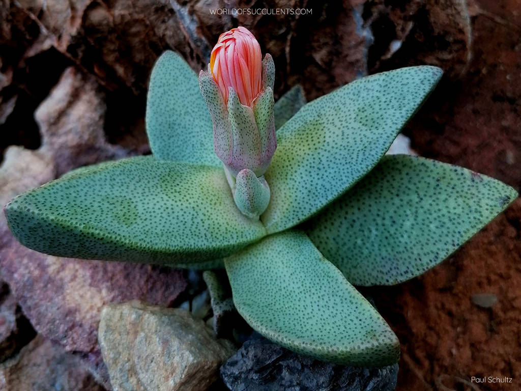 Pleiospilos compactus subsp. canus