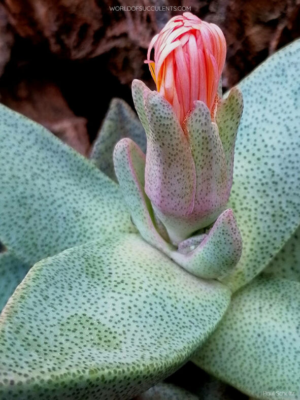 Pleiospilos compactus subsp. canus