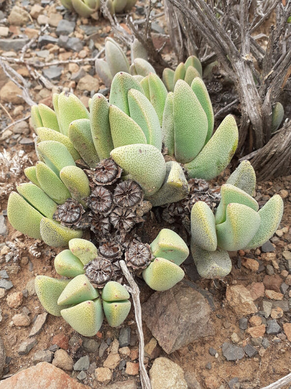 Pleiospilos compactus subsp. canus