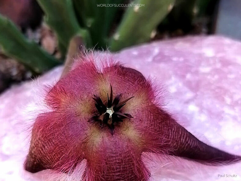 Stapelia asterias