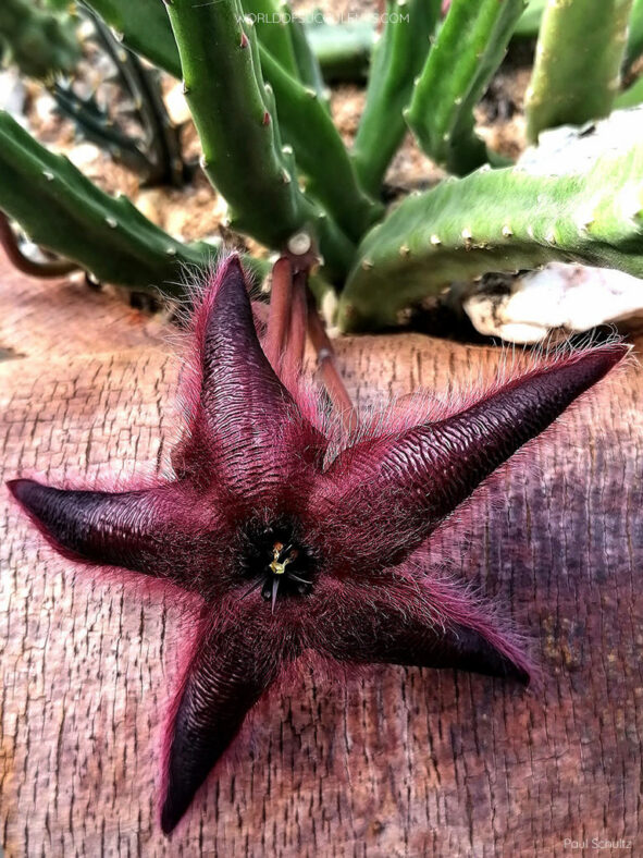 Stapelia asterias