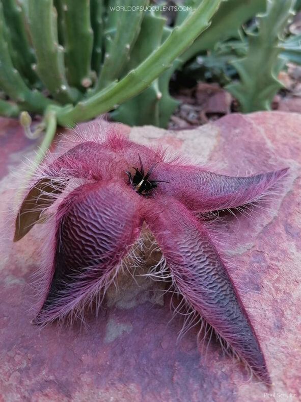 Stapelia asterias