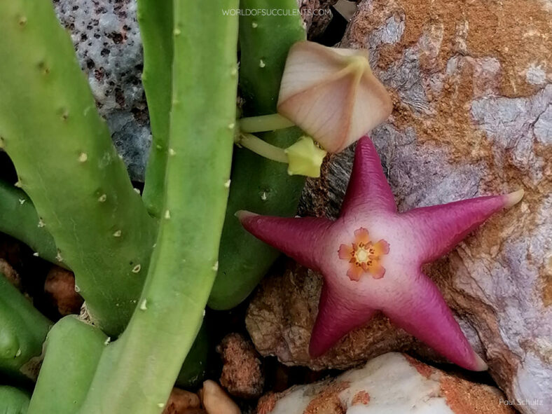 Stapelia divaricata