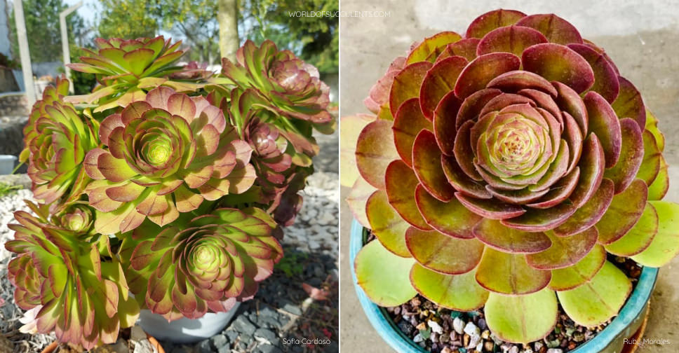 Aeonium 'Madeira Rose' - World of Succulents