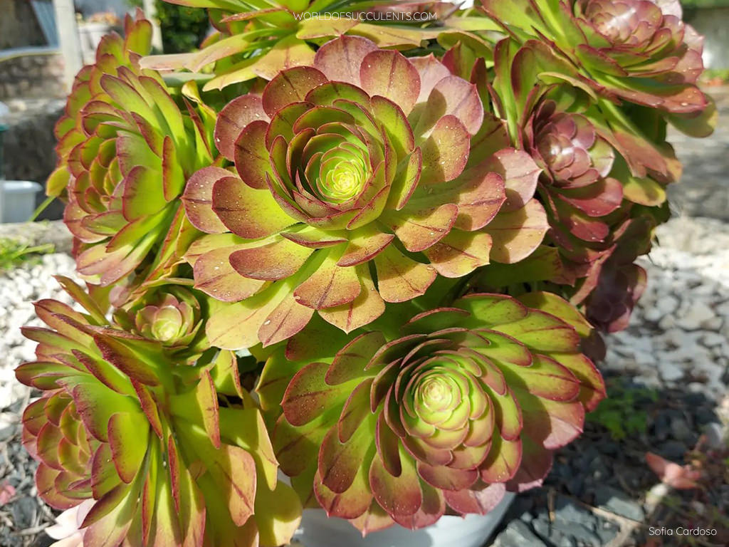 Aeonium Madeira Rose - World of Succulents