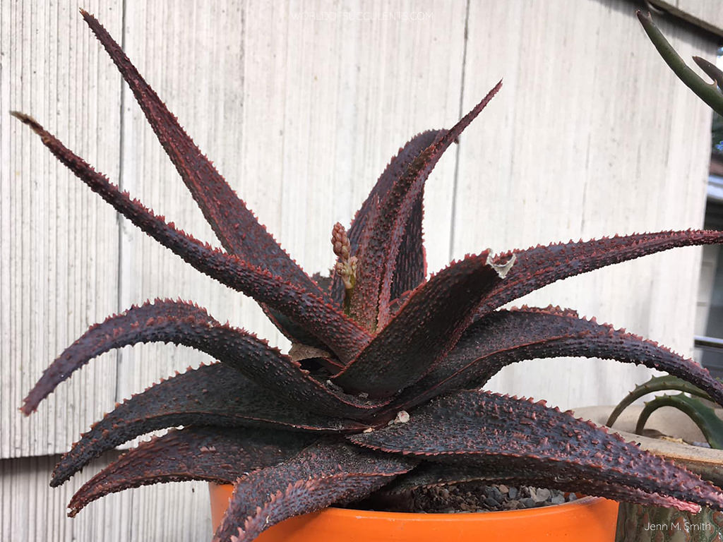 Aloe Lavender Star II