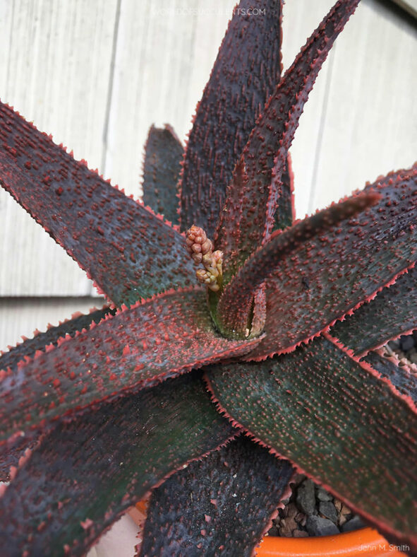 Aloe Lavender Star II