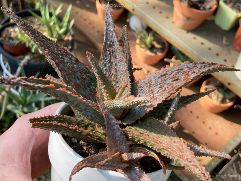 Aloe Lavender Star II