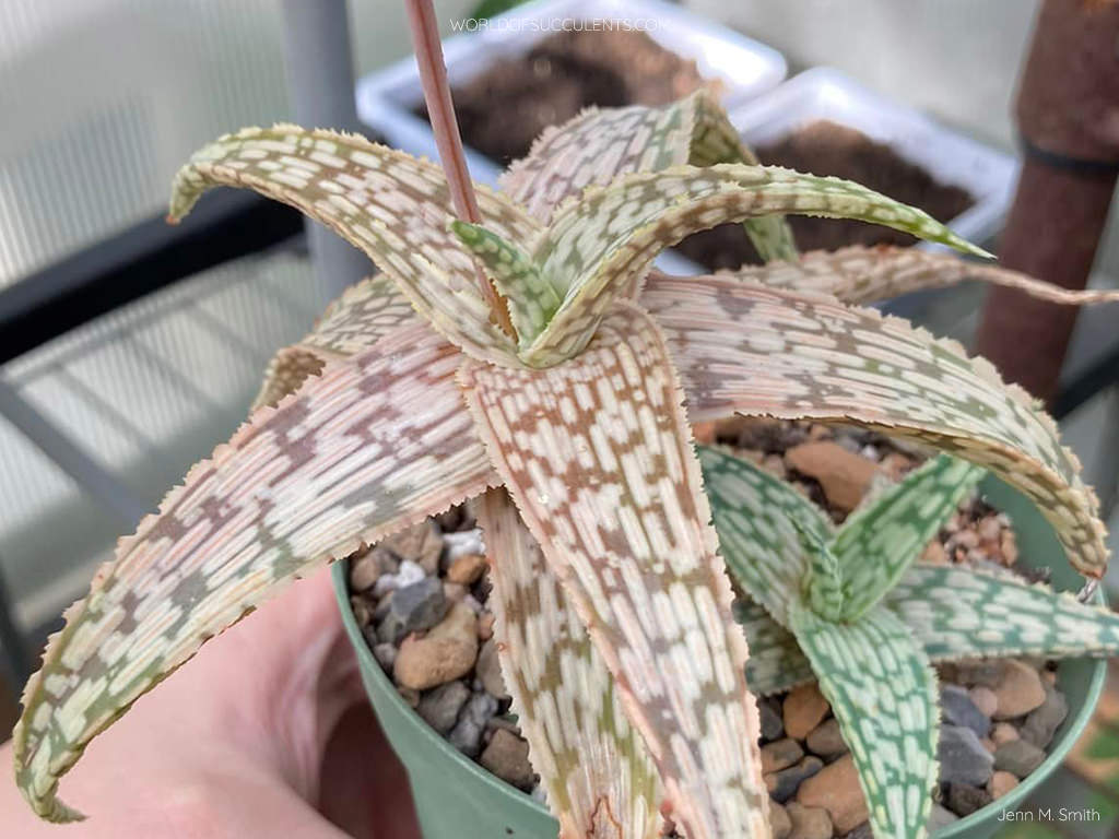 Aloe 'Silver Star' aka Aloe 'Guido'