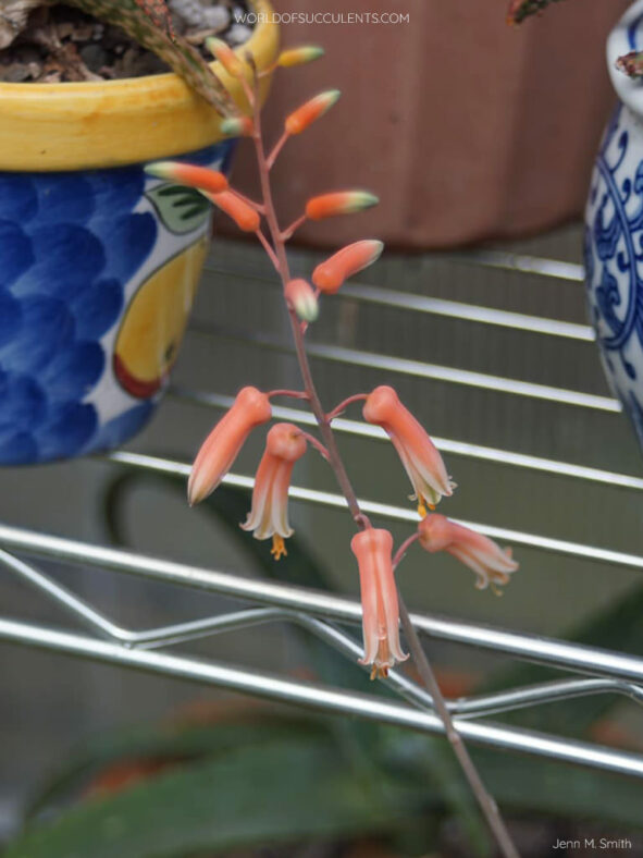 Flowers of Aloe 'Silver Star' aka Aloe 'Guido'