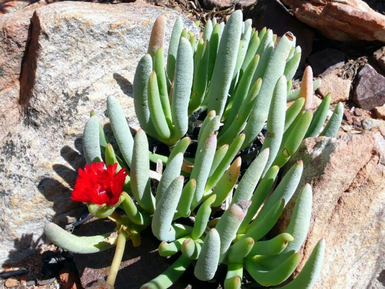 Cephalophyllum alstonii in bloom