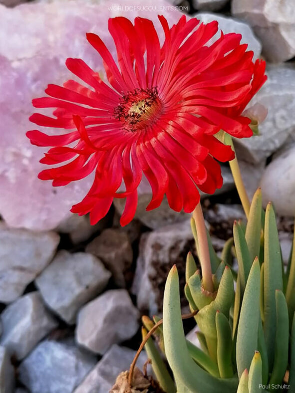 A flower of Cephalophyllum alstonii