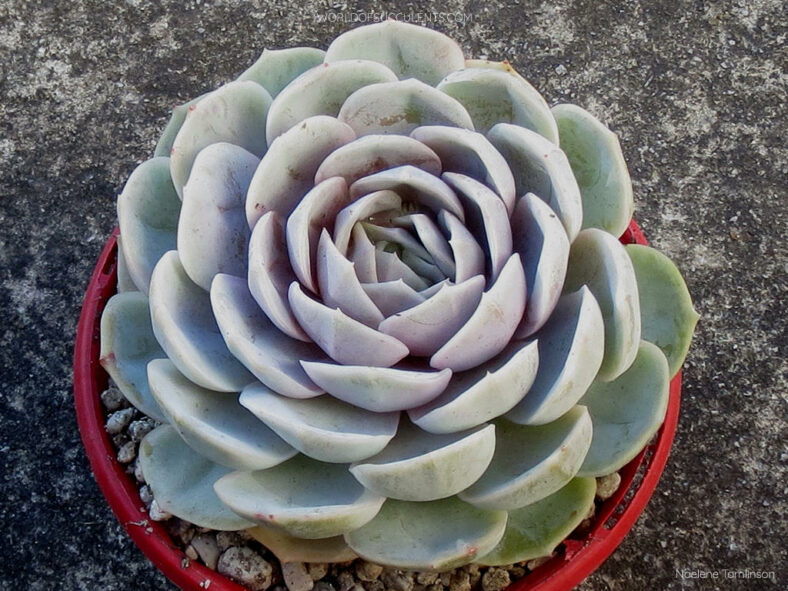 Echeveria Andrew's Choice aka Echeveria 'Blue Surprise'