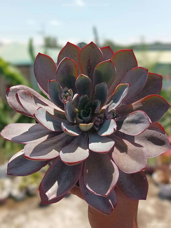 Echeveria 'Hera'