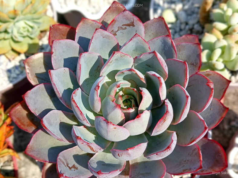 Echeveria 'Hera'