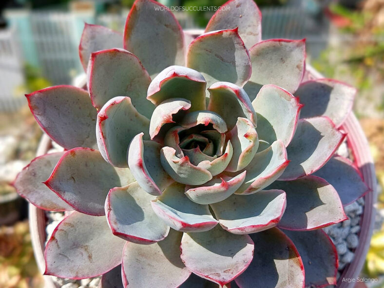 Echeveria 'Hera'