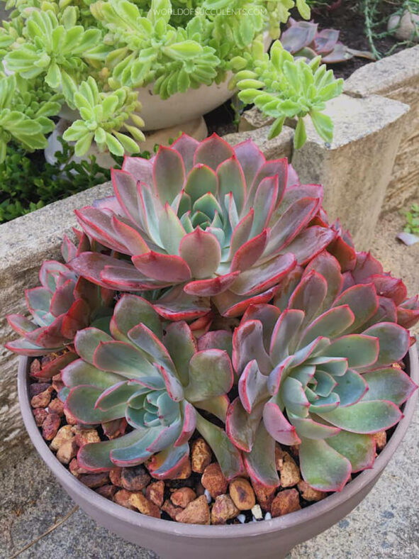 Echeveria 'Hera'