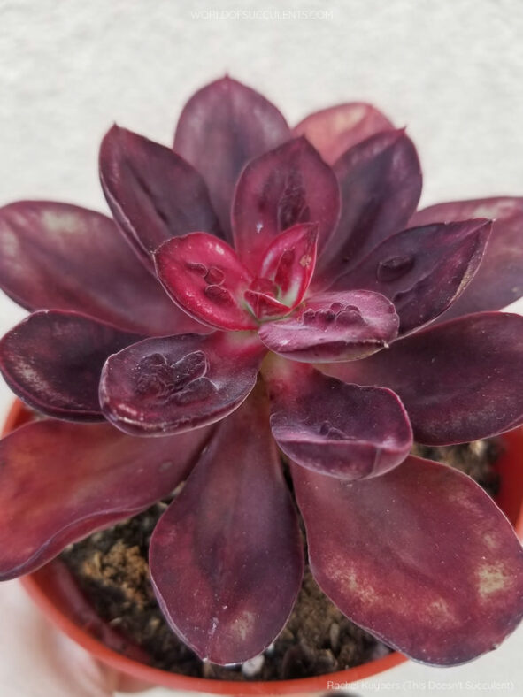 Echeveria nodulosa 'Maruba Benitsukasa'