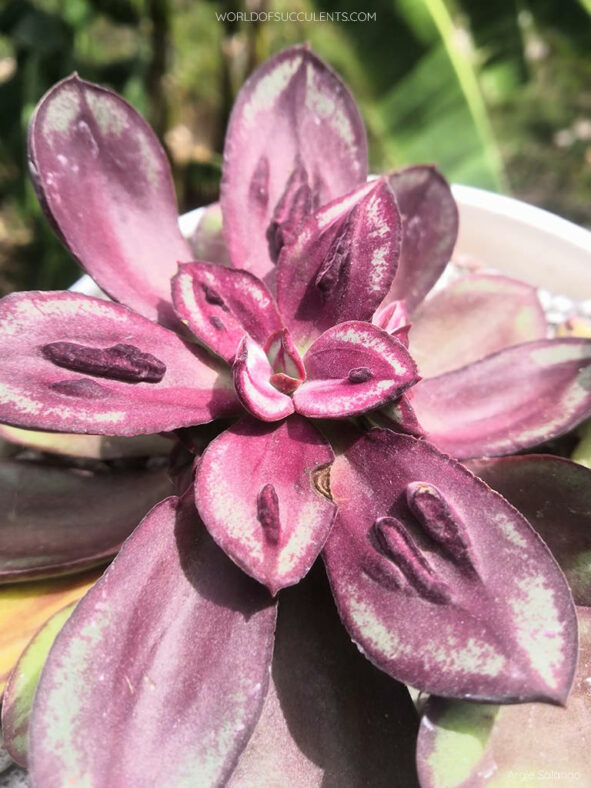 Echeveria nodulosa 'Maruba Benitsukasa'