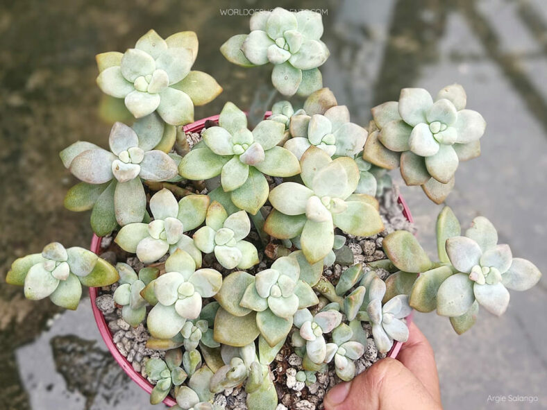 ×Graptosedum 'Nuit Blanche' - World of Succulents